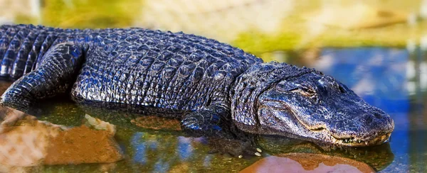 Farliga amerikansk alligator — Stockfoto