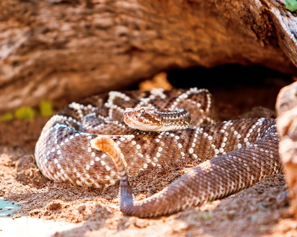 Gefährliche südamerikanische Klapperschlange auf Sand — Stockfoto