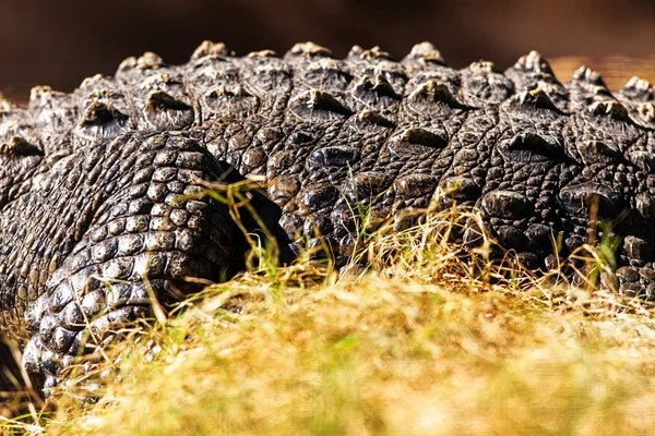 Crocodilo no campo gramado — Fotografia de Stock