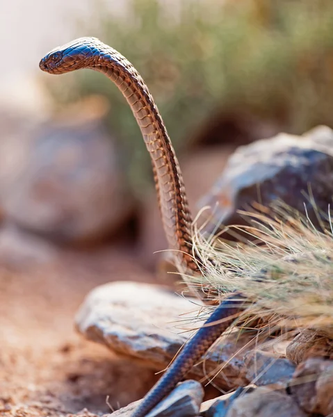 A rock a cobra oldalnézete — Stock Fotó