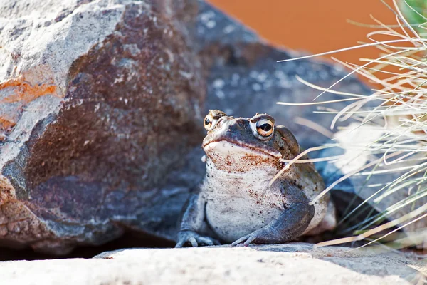 Sonoran Desert toad — Stock Photo, Image