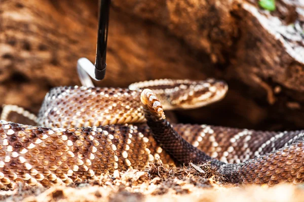 Halálos Dél-amerikai csörgőkígyó — Stock Fotó