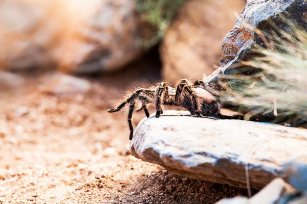 Striped knee tarantula — Stock Photo, Image