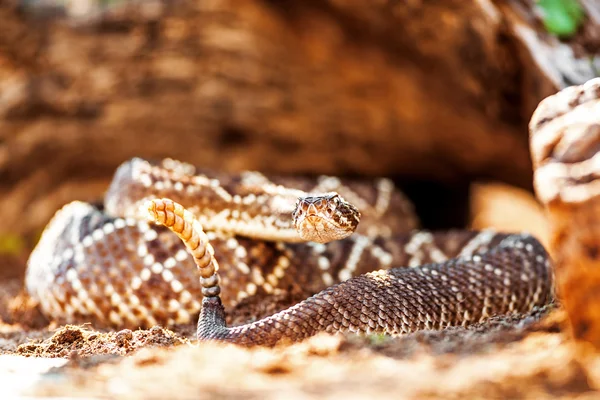 Serpent venimeux d'Amérique du Sud — Photo