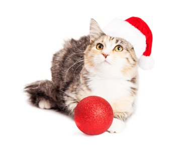 Noel Calico cins yavru kedi