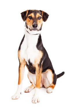 itaatkâr karışık doğurmak köpek yavrusu
