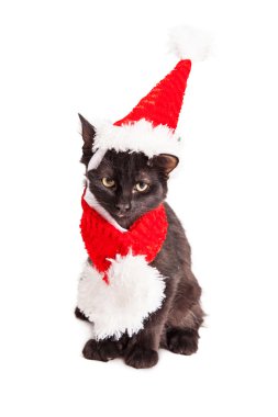 yavru kedi giyen Santa Claus şapka