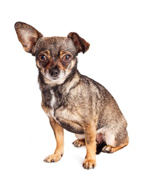 Chihuahua küçük karışık doğurmak köpek