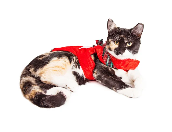 Calico cat wearing Christmas outfit — Stock Photo, Image