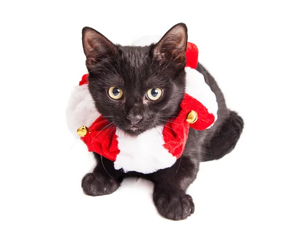 Kätzchen trägt weihnachtliches Halsband mit Glocken — Stockfoto
