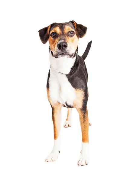 Perro joven de raza de perro mixto — Foto de Stock
