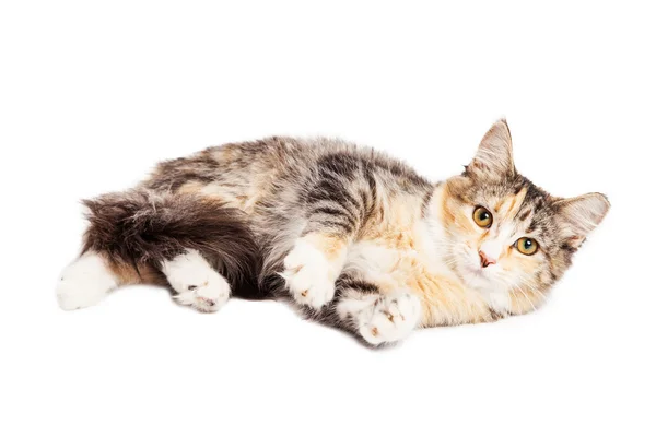 Giovane gattino di razza Calico — Foto Stock