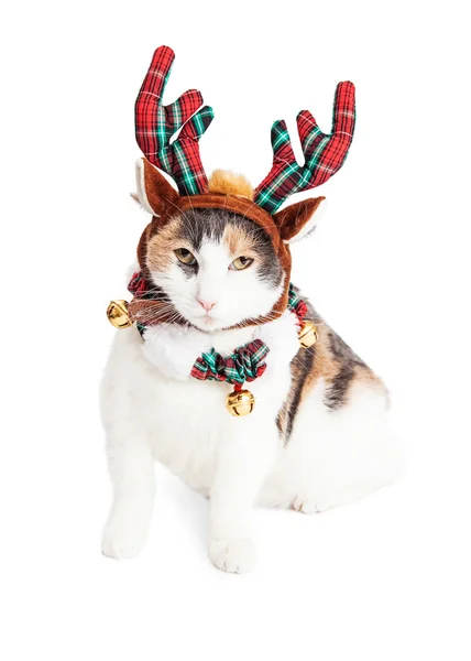 Gato usando chifres de rena de Natal — Fotografia de Stock