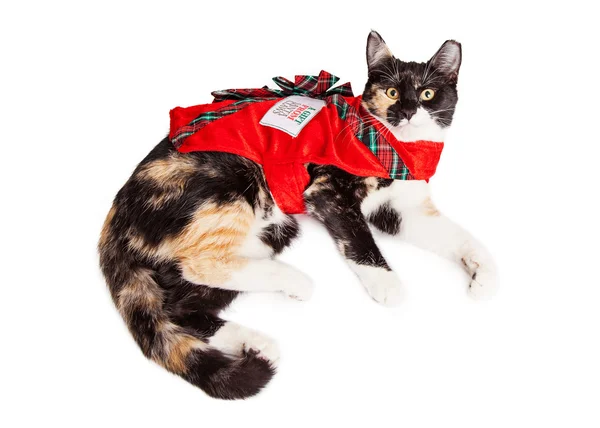 Christmas  Calico breed cat — Stock Photo, Image