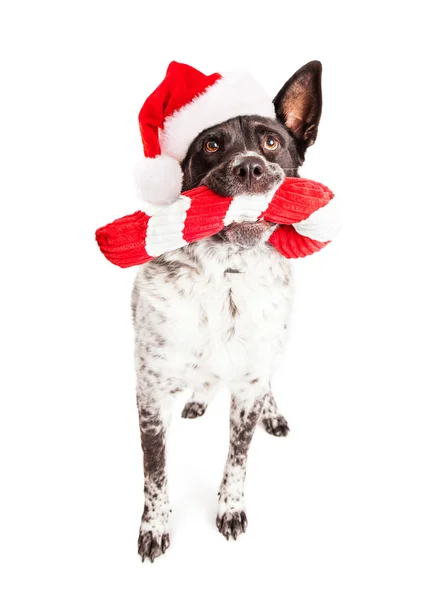 Hund mit Weihnachtsmann-Hut — Stockfoto