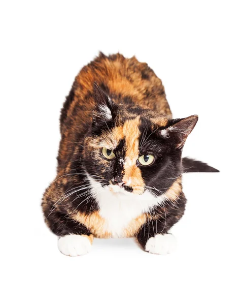 Tortie cat laying down — Stock Photo, Image