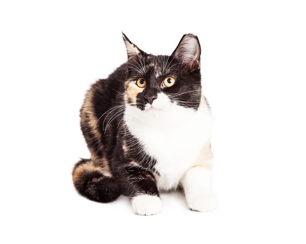 若い更紗繁殖子猫 — ストック写真