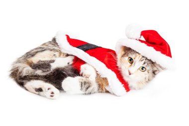yavru kedi giyen Noel Baba kıyafeti
