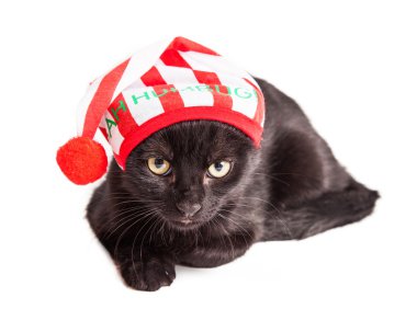 yavru kedi giyen Noel pijama şapka