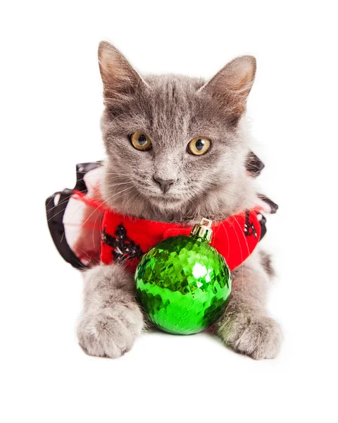 クリスマスの衣装に身を包んだ子猫 — ストック写真