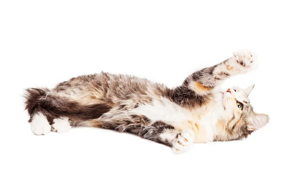 Kotka rasy bawełniane — Zdjęcie stockowe