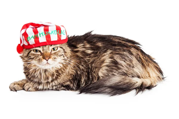 Gato usando um boné de pijama de Natal — Fotografia de Stock