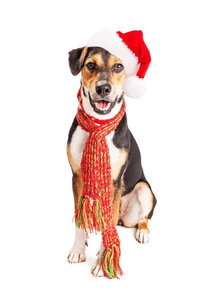 Hund bär Christmas Santa hat — Stockfoto