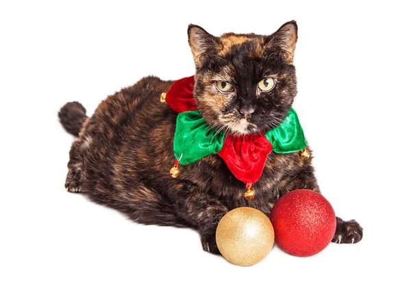 Gatto in collare elfo di Natale — Foto Stock