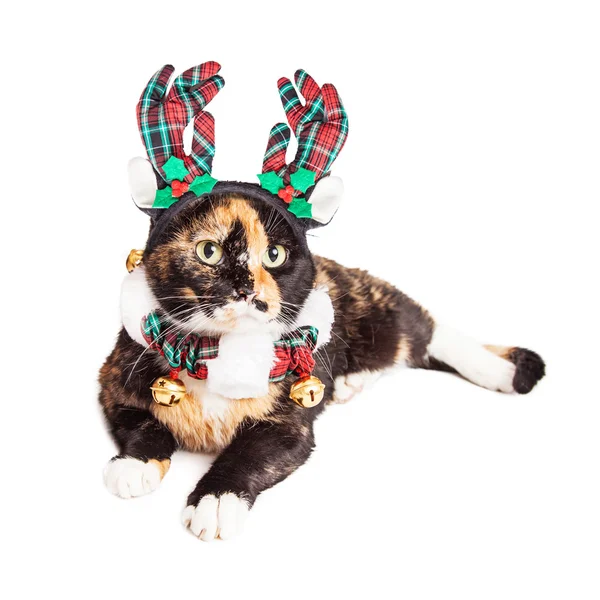 Cat  in Christmas reindeer collar and antlers — Stock Photo, Image