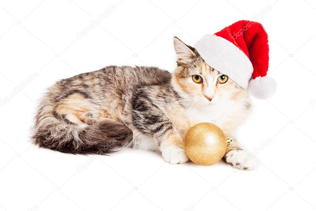 kitty wearing Santa Claus hat