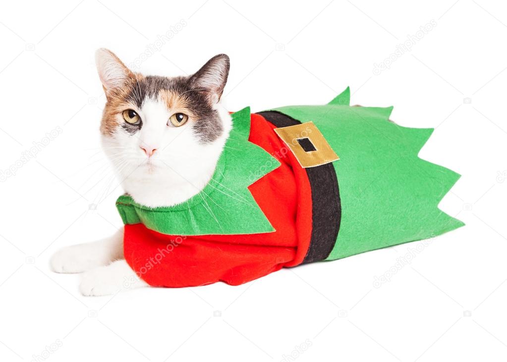 cat in Christmas Elf costume