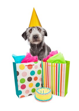 Doğum günü partisi köpek