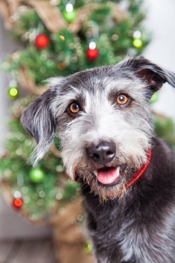 karışık cins terrier köpek