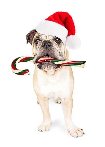 Bulldog houden Candy Cane — Stockfoto