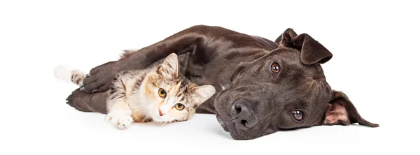 Pitbull Hund und Kätzchen — Stockfoto