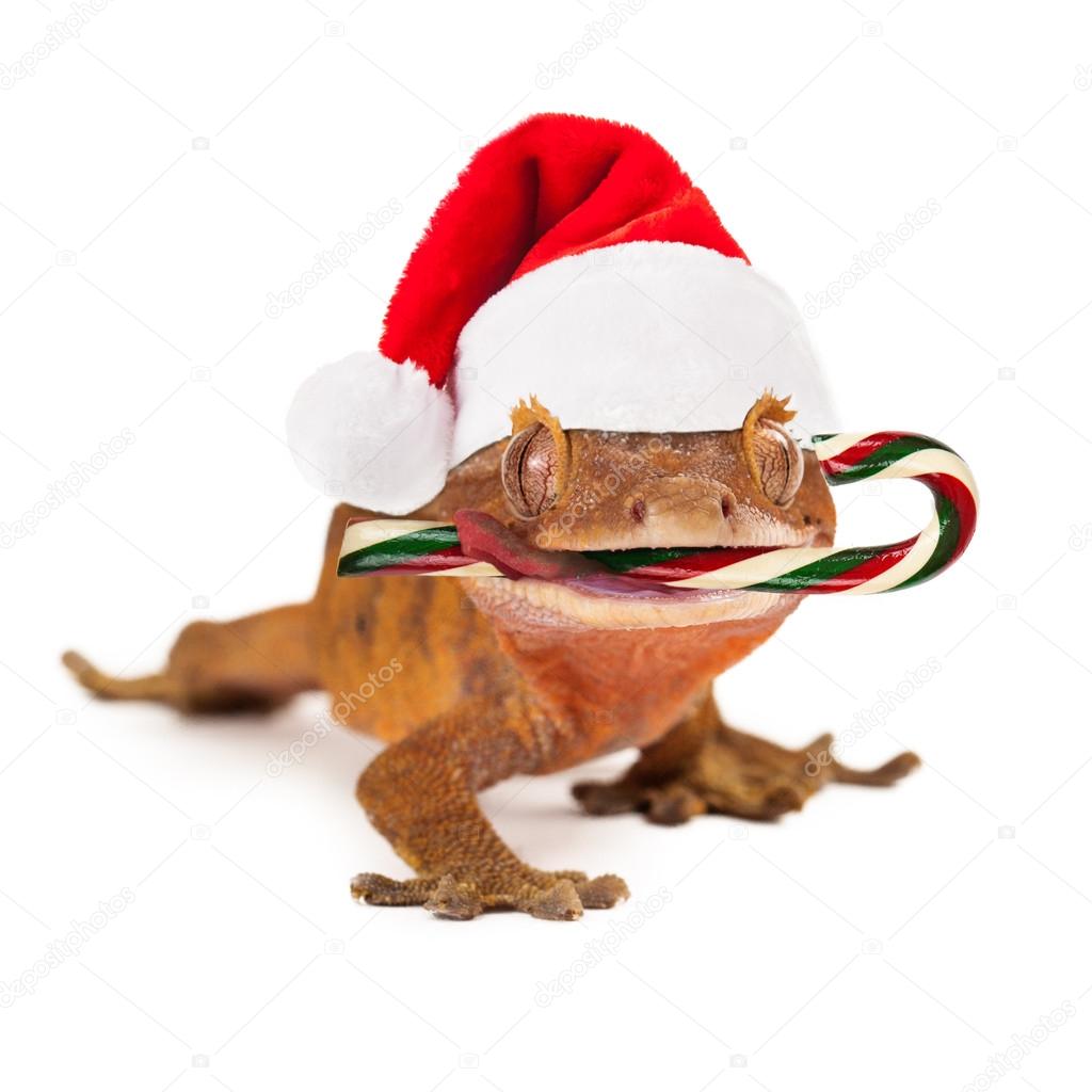 gecko Eating with Candy Cane