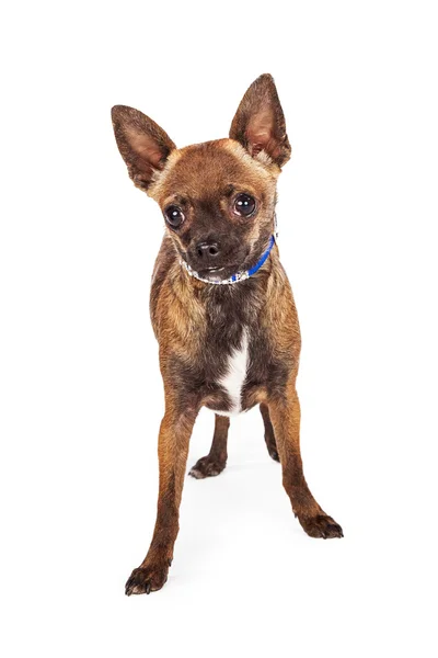 Bedårande brun Chihuahua hund — Stockfoto