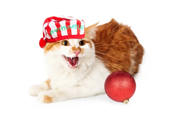 Angry Cat hissing — Stock Photo, Image