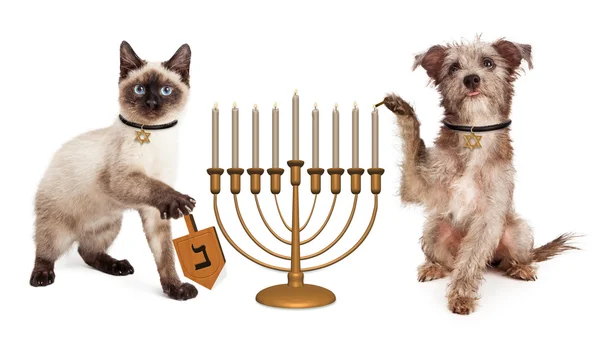 Köpek ve kedi Hanuka kutlaması — Stok fotoğraf