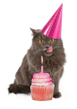 İyi ki doğdun parti kedi