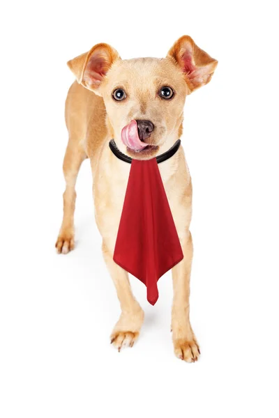 Hungry Dog With Napkin — Stock Photo, Image