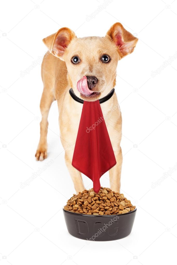 Hungry Dog With Napkin