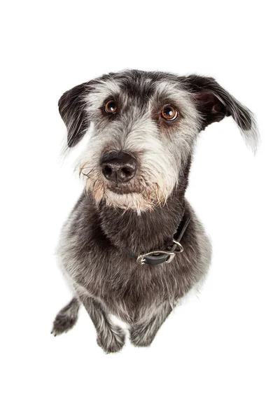 Adorable Mixed Breed Dog Begging — Stock Photo, Image