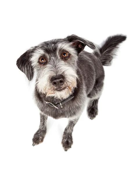 Cute and Obedient Dog — Stock Photo, Image