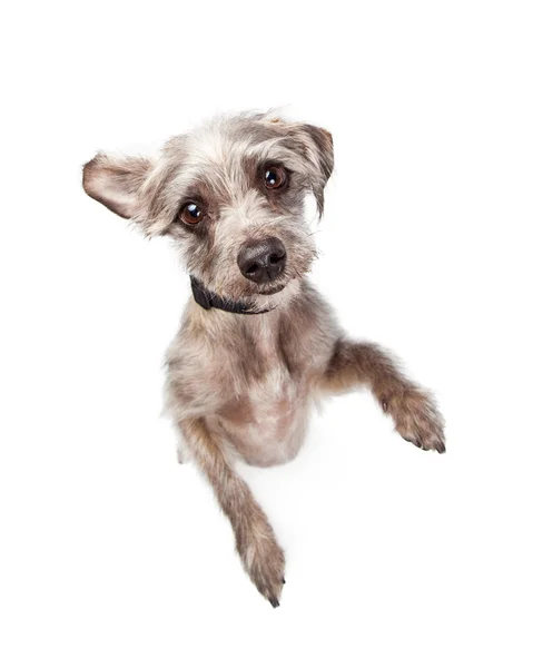 Carino piccolo cane accattonaggio — Foto Stock