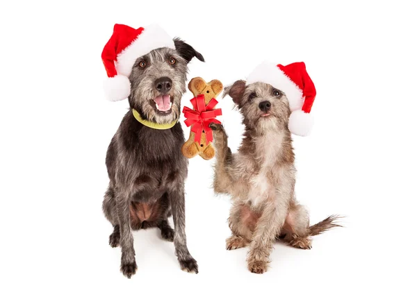 Perros celebrando la Navidad juntos —  Fotos de Stock