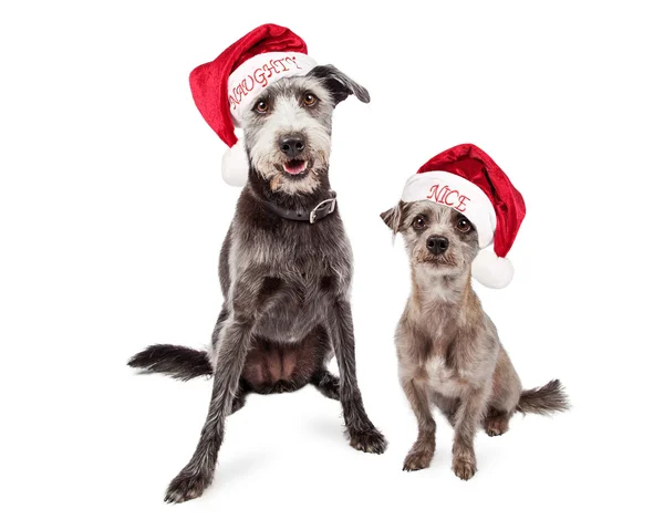 Grappige ondeugende en leuke kerst honden — Stockfoto