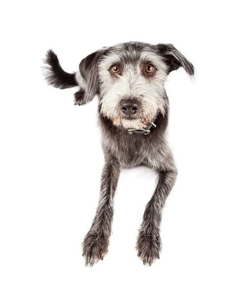 Aufmerksamer Terrier-Mischlingshund — Stockfoto