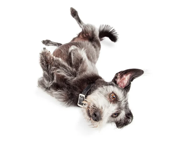 Terrier Dog rotolamento sopra — Foto Stock