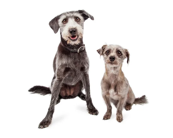 Dva psi Differnt velikost teriérů — Stock fotografie